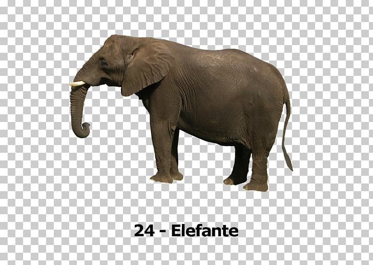 Asian Elephant YouTube African Elephant PNG, Clipart, African Elephant, Asian Elephant, Download, Elefantes, Elephant Free PNG Download