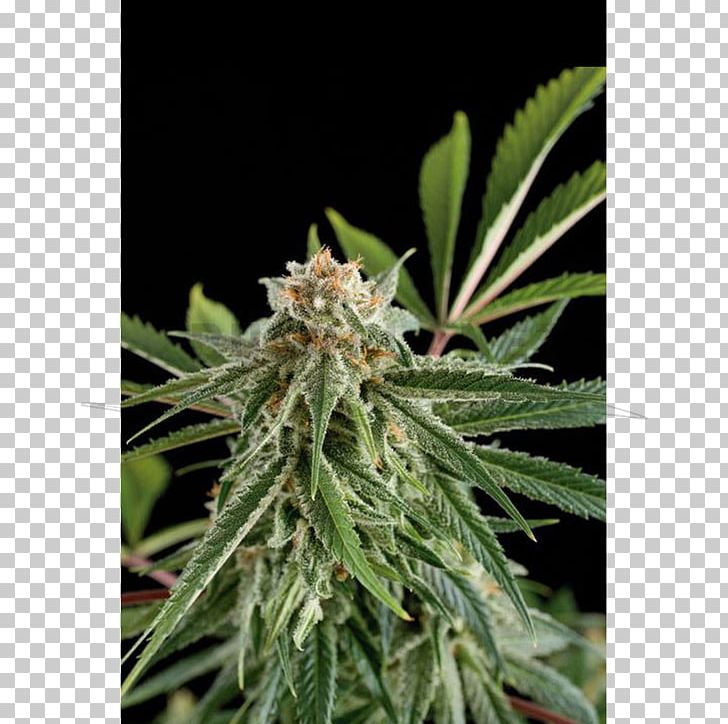 Cannabis Sativa Hemp Haze Seed Bank PNG, Clipart, Autoflowering Cannabis, Cannabidiol, Cannabis, Cannabis Cultivation, Cannabis Sativa Free PNG Download