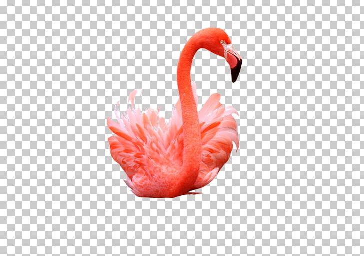 Flamingo Photography PNG, Clipart, Animals, Beak, Bird, Birds, Cartoon Flamingo Free PNG Download