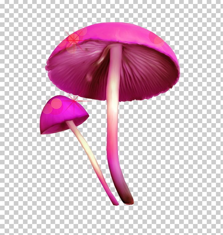 Fungus Mushroom PNG, Clipart, Christmas Decoration, Color, Color Mushrooms, Decor, Decoration Free PNG Download