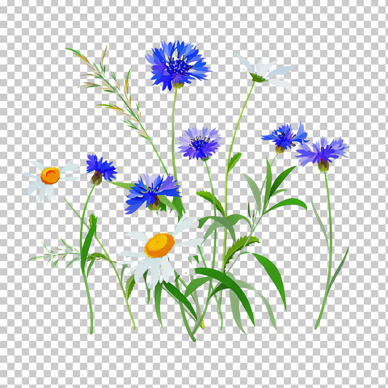 Spring PNG, Clipart, Alpine Aster, Aster, Camomile, Chamomile, Daisy Free PNG Download