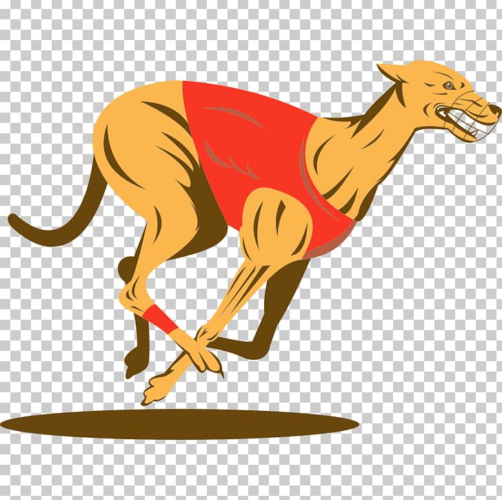 Canidae Greyhound Whippet PNG, Clipart, Breed, Canidae, Carnivoran, Cartoon, Dog Free PNG Download