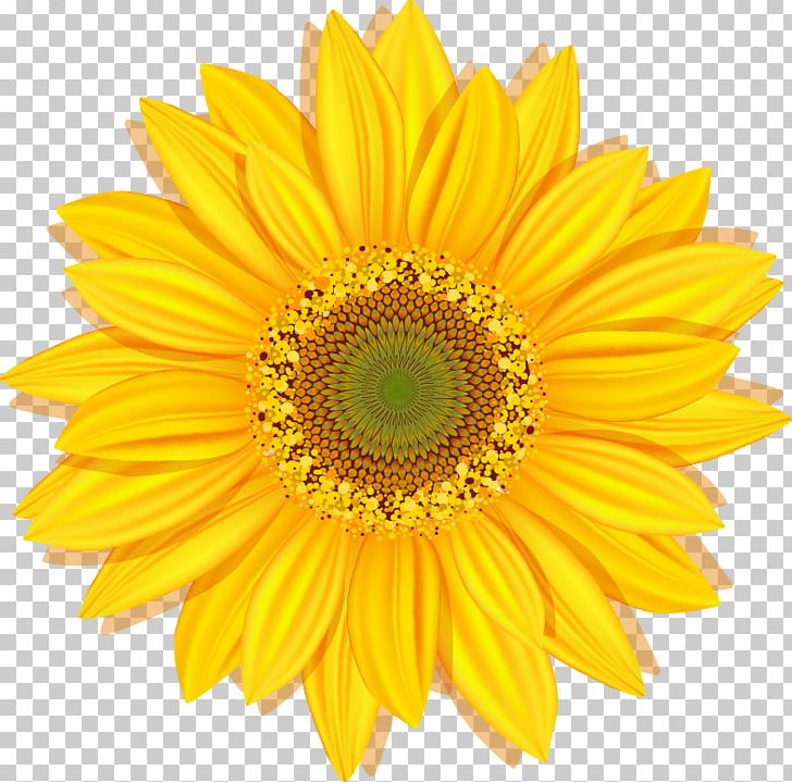 Common Sunflower Stock Photography PNG, Clipart, Annual Plant, Asterales, Common Sunflower, Daisy Family, Desktop Wallpaper Free PNG Download