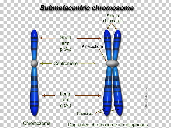Eukaryotic Chromosome Structure DNA Centromere Genetics PNG, Clipart, Cell, Centromere, Chromosome, Chromosome 4, Dna Free PNG Download