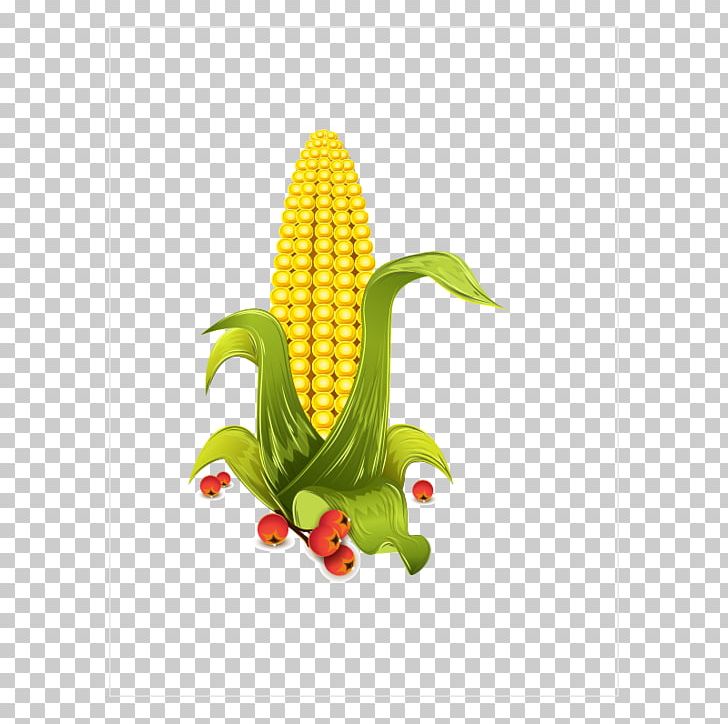 Grits Maize PNG, Clipart, Baogu, Cartoon, Cartoon Corn, Corn, Corn Cartoon Free PNG Download