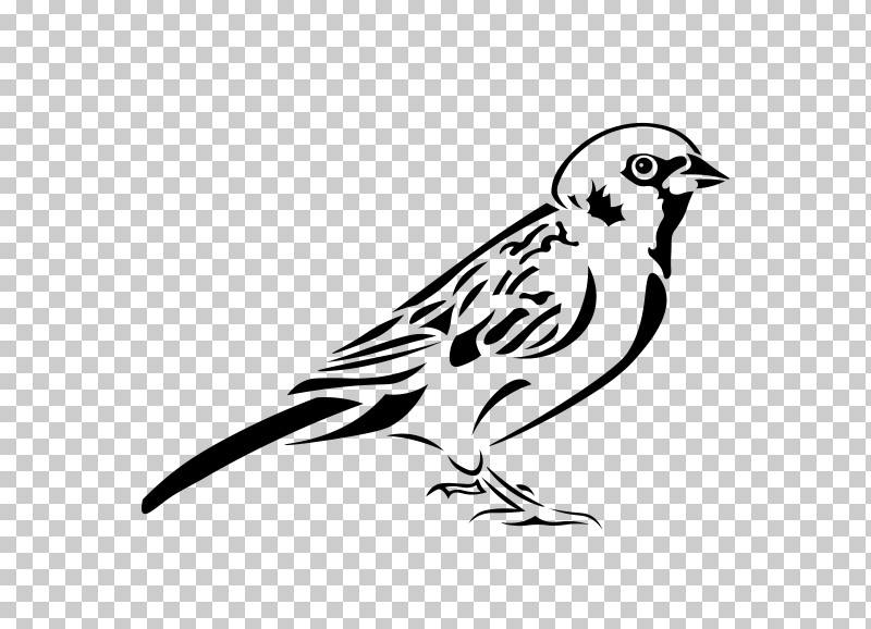 Feather PNG, Clipart, Beak, Bird, Black And White Warbler, Drawing, Falconiformes Free PNG Download