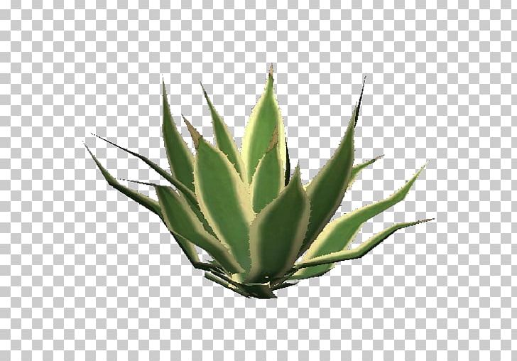 Aloe Vera Succulent Plant Centuryplant Aloe Arborescens Aloe Striata PNG, Clipart, Agave, Agave Azul, Agave Nectar, Aloe, Aloe Arborescens Free PNG Download