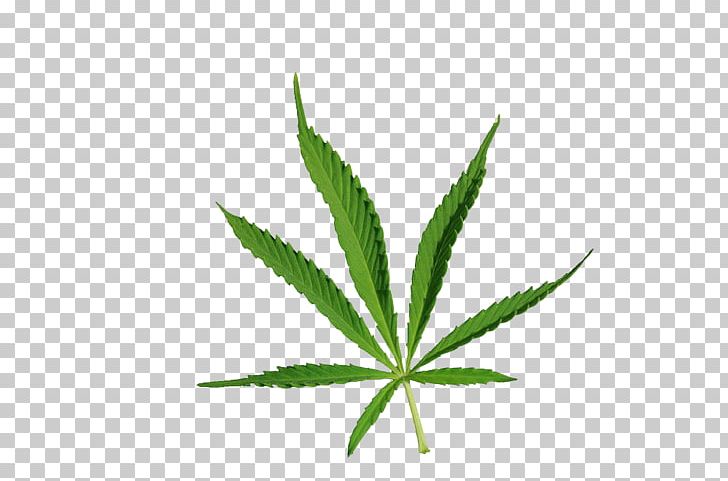 Cannabis Drug Narcotic PNG, Clipart, Autumn Leaves, Banana Leaves, Cannabaceae, Cannabis, Cannabis Leaves Free PNG Download