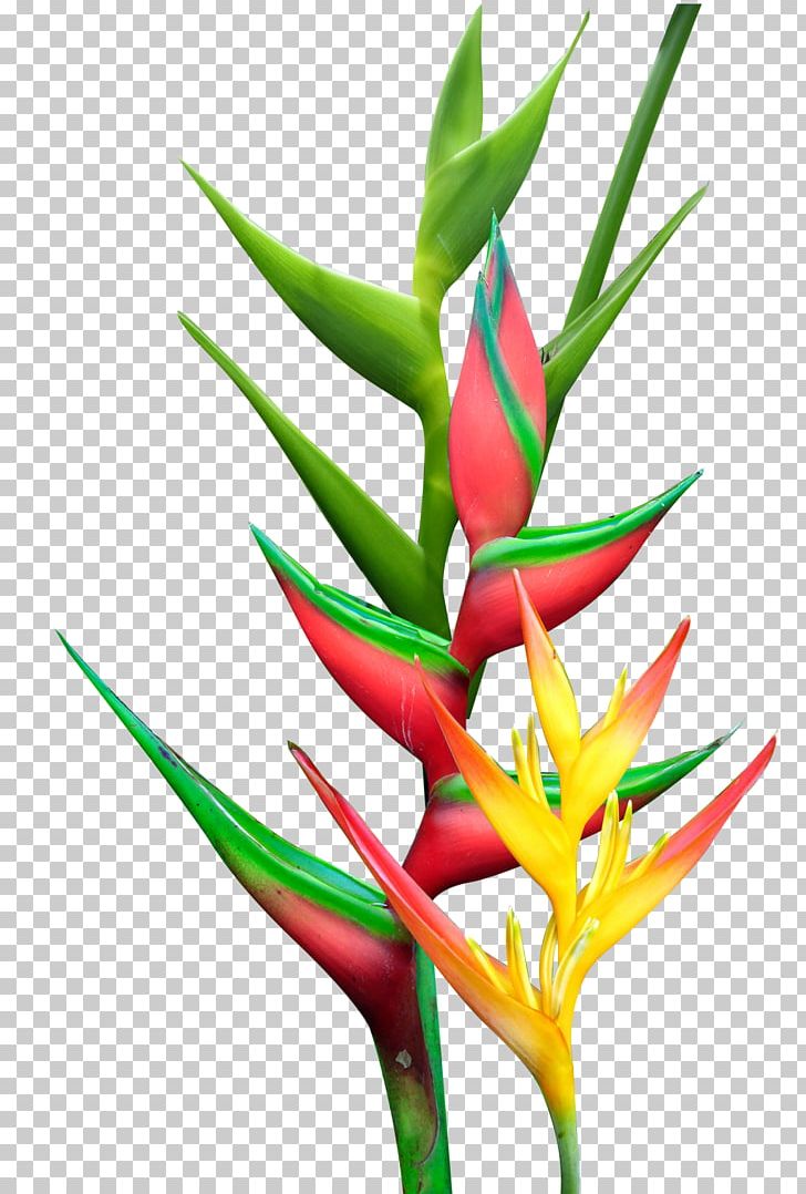 Heliconia Rostrata Heliconia Psittacorum Heliconia Bihai Flower Plant PNG, Clipart, Aquarium Decor, Arumlily, Banana, Cut Flowers, Flower Free PNG Download