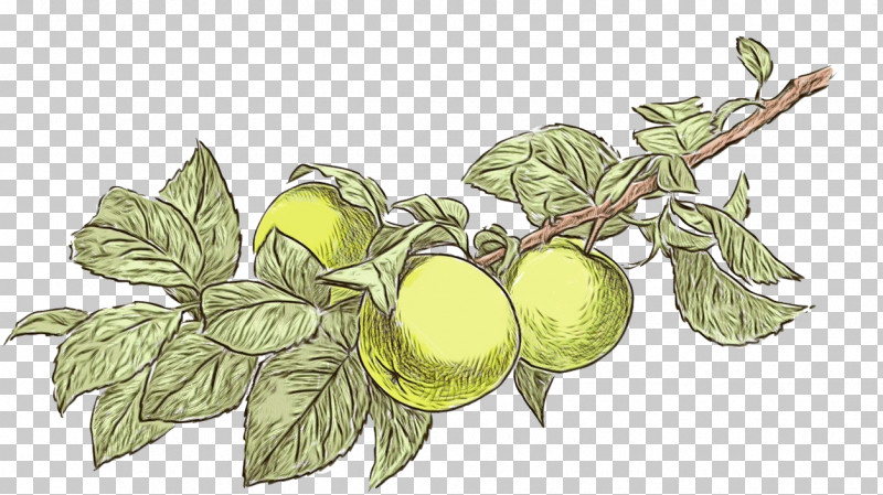 Leaf Vegetable Fruit Tree PNG, Clipart, Apple, Biology, Branching, Fruit, Leaf Free PNG Download
