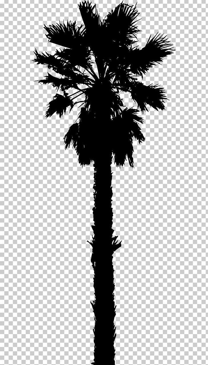 Arecaceae Washingtonia Filifera Tree PNG, Clipart, Arecaceae, Arecales, Black And White, Borassus Flabellifer, Branch Free PNG Download