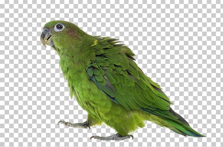 Budgerigar Lovebird True Parrot Yellow-headed Amazon PNG, Clipart, Amazon Parrot, Animals, Background Green, Beak, Bird Free PNG Download