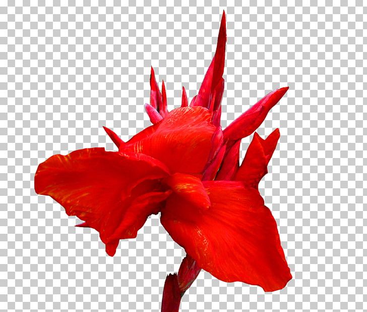 Canna Red Cut Flowers Lilium PNG, Clipart, Beautiful, Beautiful Flowers, Big, Big Flower, Canna Free PNG Download