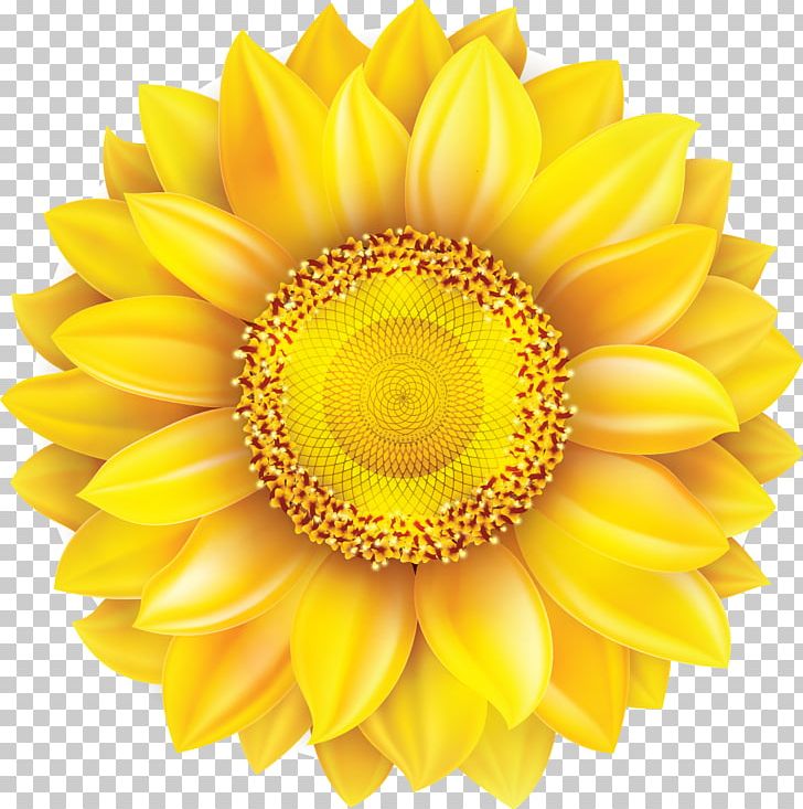 Common Sunflower Cartoon Gerbera Jamesonii PNG, Clipart, Chrysanths, Cut Flowers, Daisy Family, Download, Drawing Free PNG Download