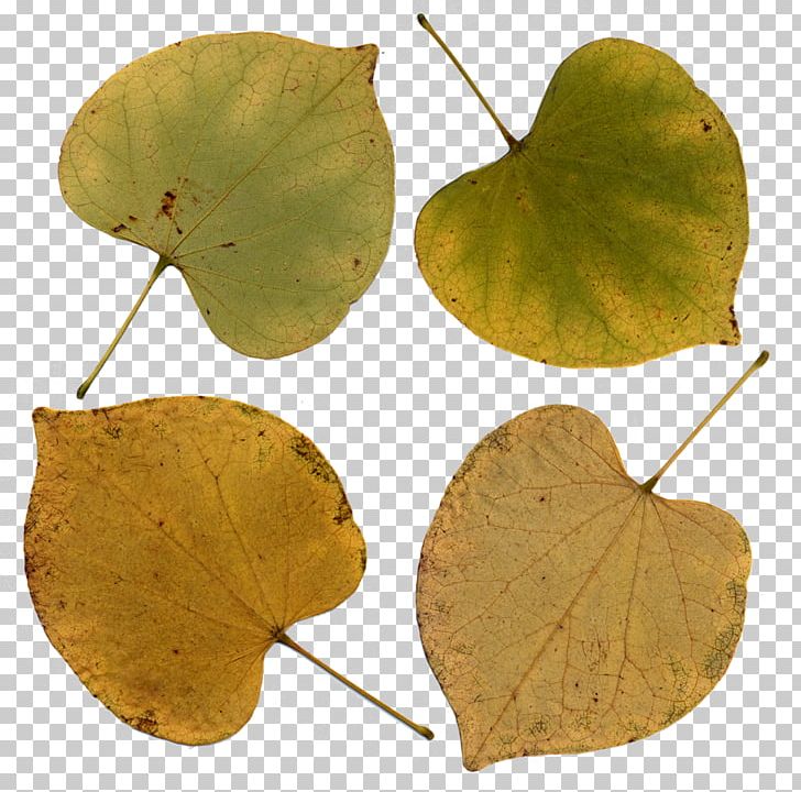 Eastern Redbud Leaf Tree Bark PNG, Clipart, Autumn Leaf Color, Bark, Bud, Deciduous, Eastern Redbud Free PNG Download