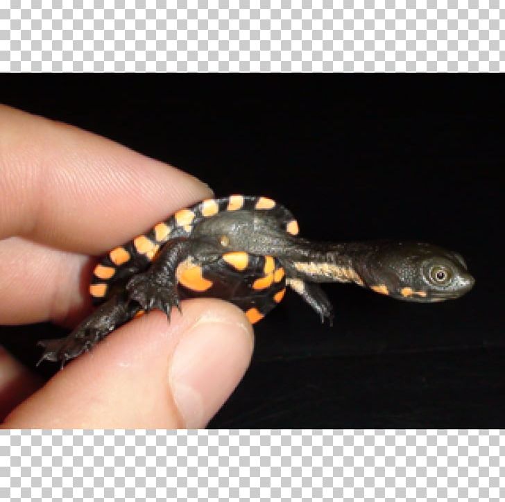 Gecko Eastern Long-necked Turtle Newt Reptile PNG, Clipart, Amphibian, Animal, Animals, Box Turtles, Chelodina Free PNG Download