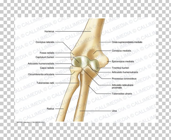 Thumb Elbow Bone Anatomy Pelvis PNG, Clipart, Anatomy, Angle, Arm, Bone, Diagram Free PNG Download