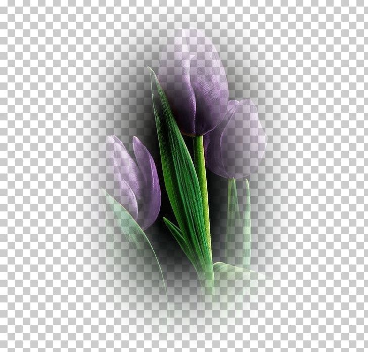 Tulip Flower Petal PNG, Clipart, Bulb, Computer Wallpaper, Crocus, Flower, Flowering Plant Free PNG Download