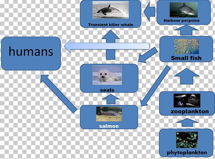 Arctic Fox Food Web Polar Regions Of Earth Food Chain PNG, Clipart, Animals, Arctic, Arctic Fox, Arctic Wolf, Brand Free PNG Download