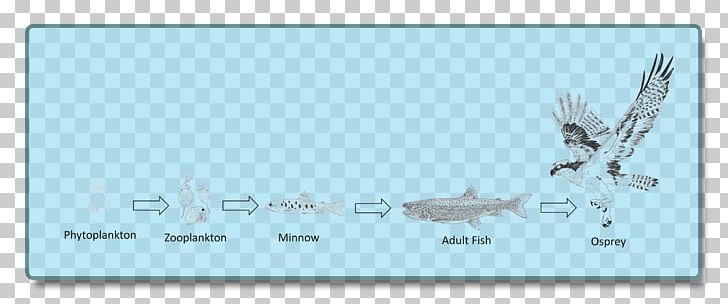 Food Chain Benthic Zone Lake Food Web Organism PNG, Clipart, Area, Beak, Benthic Zone, Biotic Component, Bird Free PNG Download