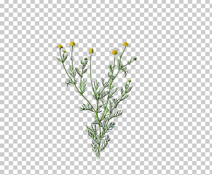 German Chamomile Roman Chamomile Herb Daisy Family PNG, Clipart, Branch, Chamomile, Common Sage, Cut Flowers, Daisy Family Free PNG Download