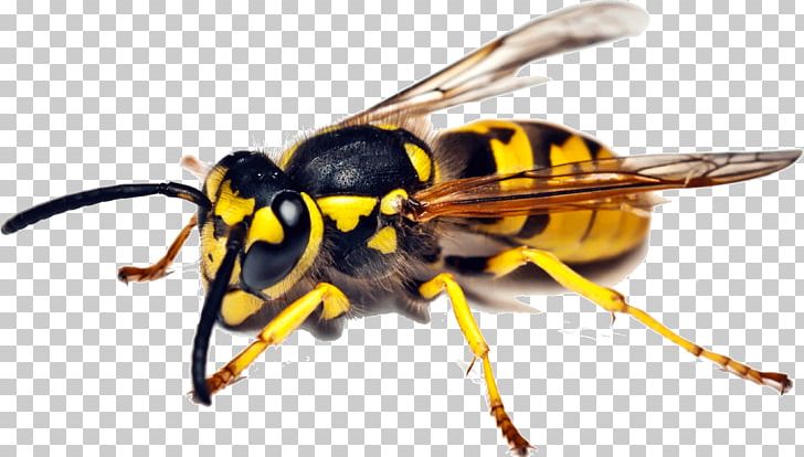 Insect Bee Wasp Pest Control Cockroach PNG, Clipart, Animals, Ari, Arthropod, Bee, Cockroach Free PNG Download