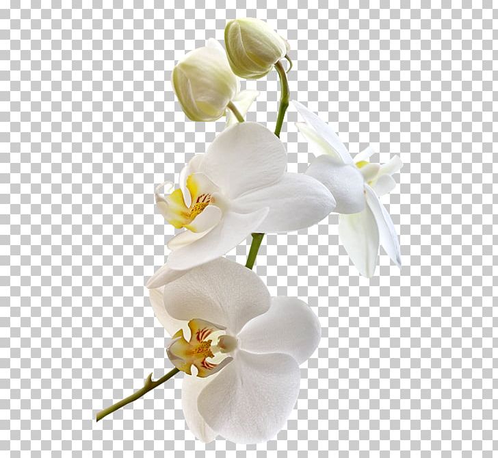Moth Orchids Cut Flowers PNG, Clipart, Blossom, Branch, Clip Art, Cut Flowers, Flower Free PNG Download