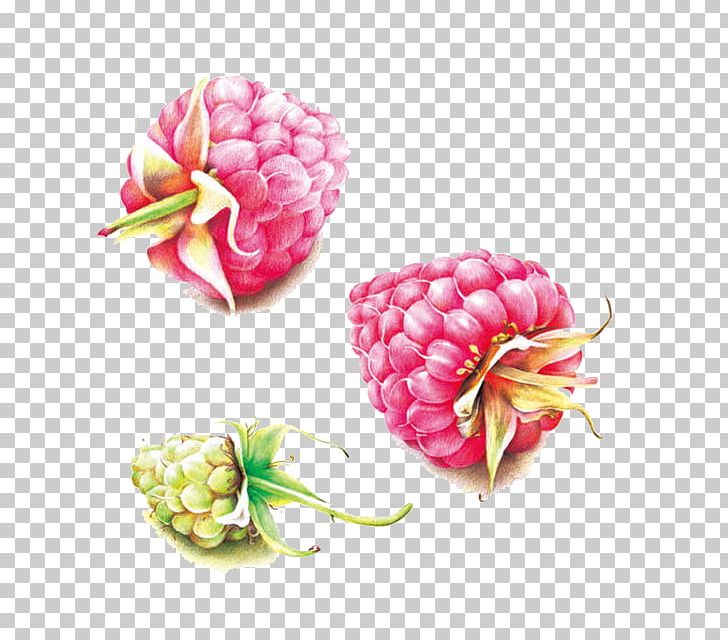 Colored Pencil Auglis Raspberry PNG, Clipart, Artificial Flower, Auglis, Flo, Flower, Flower Bouquet Free PNG Download