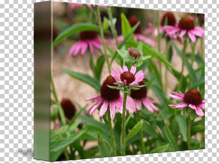 Coneflower Wildflower PNG, Clipart, Black Eyed Susan, Coneflower, Flora, Flower, Flowering Plant Free PNG Download