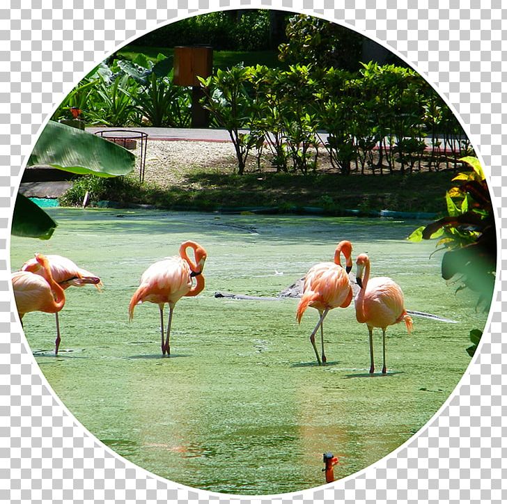Fauna Beak PNG, Clipart, Beak, Bird, Fauna, Flamingo, Grass Free PNG Download