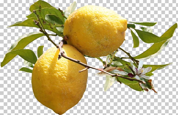 Lemon Auglis PNG, Clipart, Auglis, Autumn Tree, Bitter Orange, Branches, Christmas Tree Free PNG Download