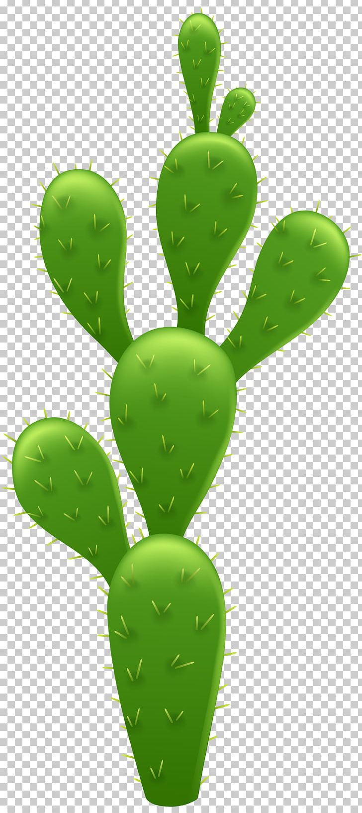 Cactaceae Prickly Pear PNG, Clipart, Barbary Fig, Cactaceae, Cactus, Can Stock Photo, Caryophyllales Free PNG Download
