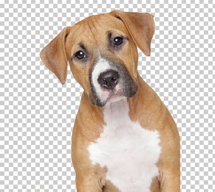 Dog Food Pet Veterinarian PNG, Clipart, American Pit Bull Terrier, American Staffordshire Terrier, Barry, Carnivoran, Desktop Wallpaper Free PNG Download