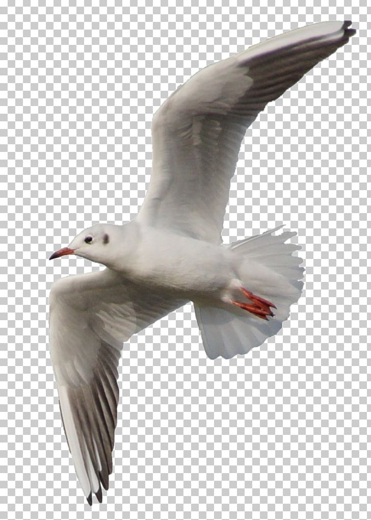 Gull PNG, Clipart, Gull Free PNG Download