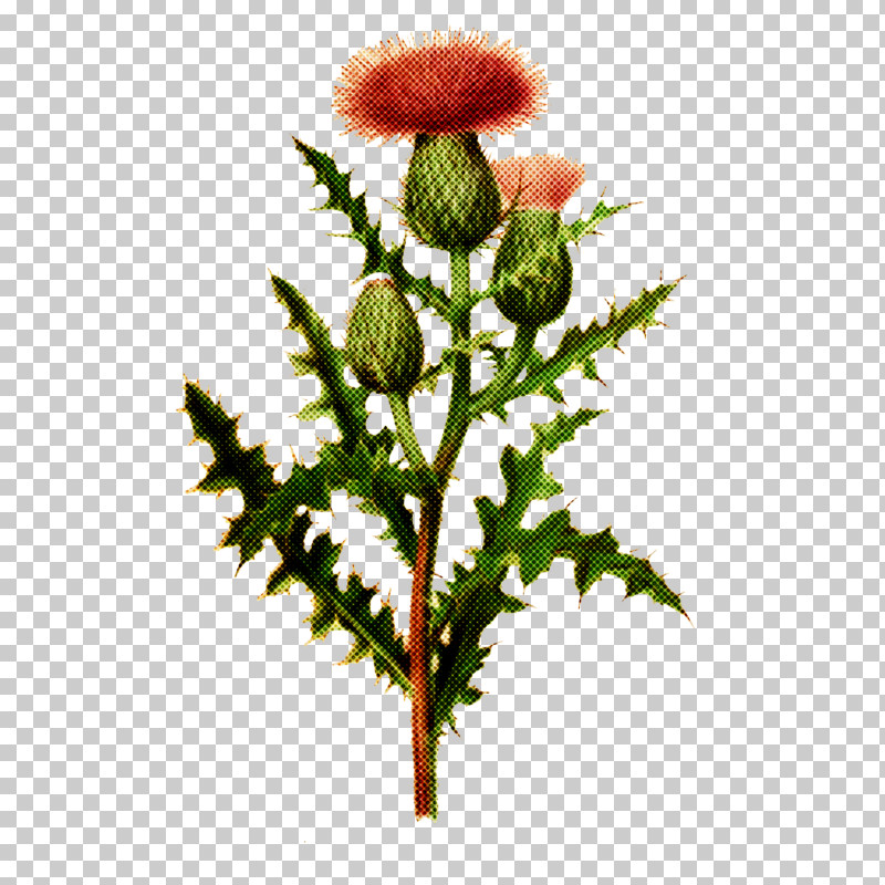 Flower Plant Bud Plant Stem Oriental Poppy PNG, Clipart, Bud, Flower, Globe Thistle, Oriental Poppy, Plant Free PNG Download