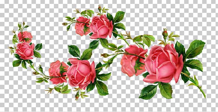 Garden Roses Flower PNG, Clipart, Aoa, Blossom, Branch, Bud, Cut Flowers Free PNG Download