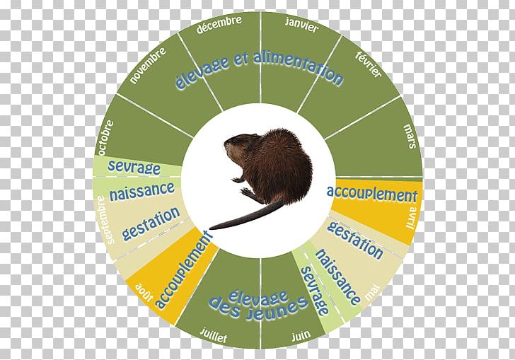 Muskrat Fisher Mustelids Krysa Badger PNG, Clipart, Animal, Badger, Circle, Female, Fisher Free PNG Download