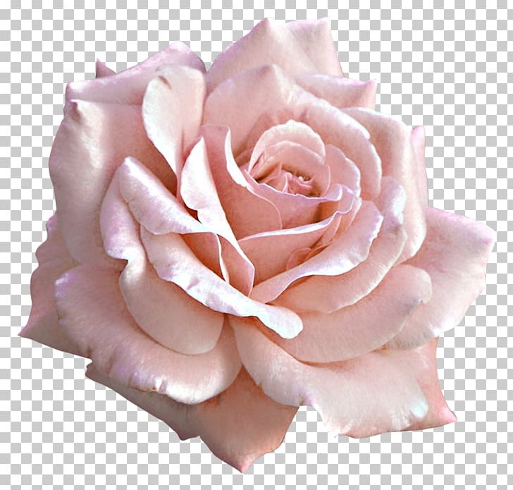 light pink rose clip art