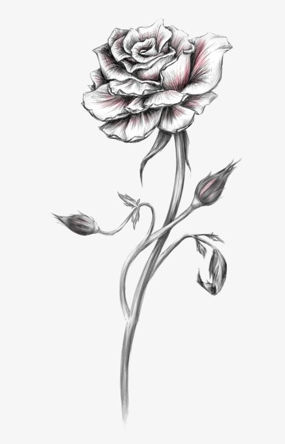 Rose Sketch PNG, Clipart, Abstract, Backgrounds, Buckle, Decoration, Design Free PNG Download