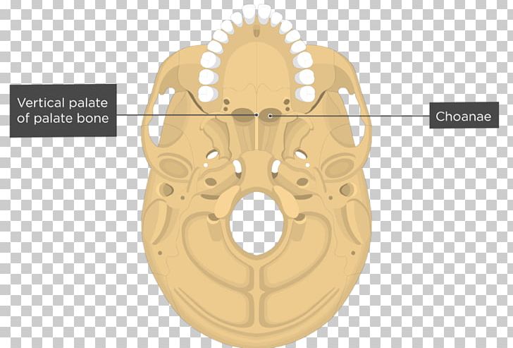 Vomer Nasal Concha Nasal Bone Skull PNG, Clipart, Anatomy, Appendicular Skeleton, Bone, Brass, Cockle Free PNG Download