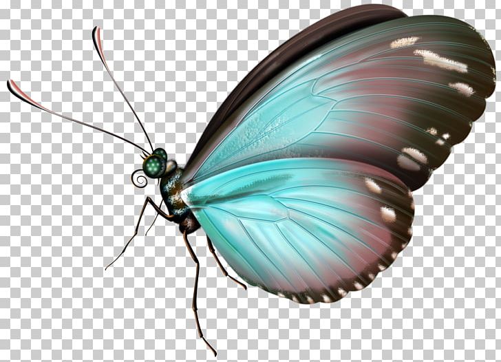 Butterfly Insect PNG, Clipart, Arthropod, Blue, Brush Footed Butterfly, Butterflies And Moths, Butterfly Free PNG Download