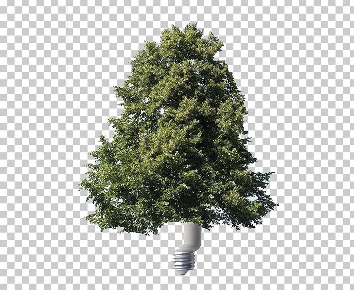 Energy Conservation Spruce Renewable Energy PNG, Clipart, Alternative Energy, Autumn Tree, Branch, Efficient Energy Use, Electricity Free PNG Download