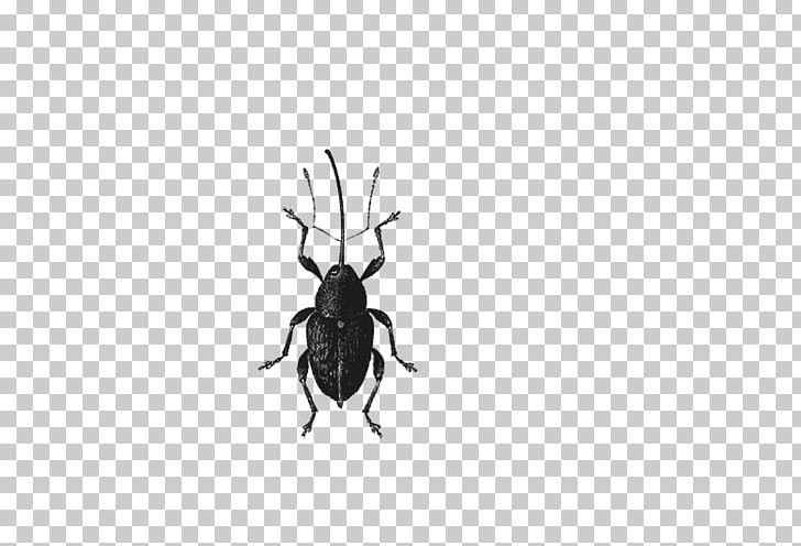 Volkswagen Beetle Dung Beetle PNG, Clipart, Abdome, Animals, Antenna, Arthropod, Bee Free PNG Download