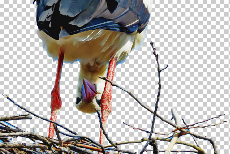 Spring PNG, Clipart, Beak, Bird, Bird Nest, Black Stork, Blue Jay Free PNG Download