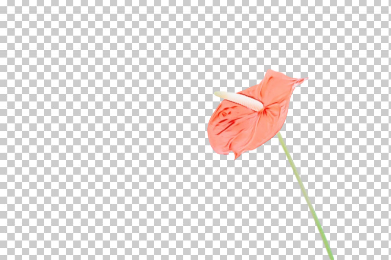 Flower Plant Stem Petal The Poppy Family Plants PNG, Clipart, Biology, Flower, Paint, Petal, Plants Free PNG Download