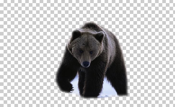 American Black Bear IPhone 8 Desktop Chow Chow PNG, Clipart, American Black, Animal, Animals, Antlers, Bear Free PNG Download