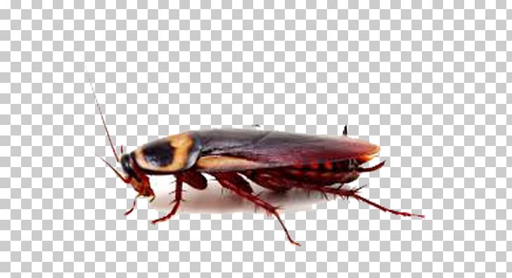 American Cockroach Insect Pest Control PNG, Clipart, American Cockroach, Animals, Arthropod, Beetle, Cockroach Free PNG Download