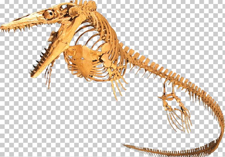 Plesioplatecarpus Rocky Mountain Dinosaur Resource Center Mosasaurus Tylosaurus PNG, Clipart, Dallasaurus, Dinosaur, Fantasy, Fossil, Genus Free PNG Download