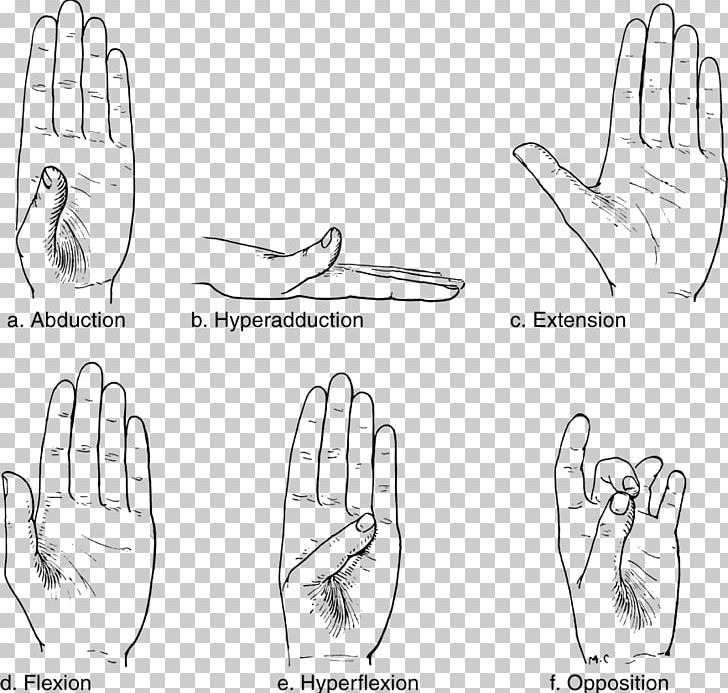 Thumb Joint Anatomy Wrist Human Body PNG, Clipart, Anatomy, Angle, Arm ...