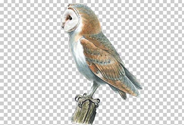 Barn Owl Swallow Bird Pellet PNG, Clipart, Animals, Barn Owl, Beak, Bird, Bird Of Prey Free PNG Download